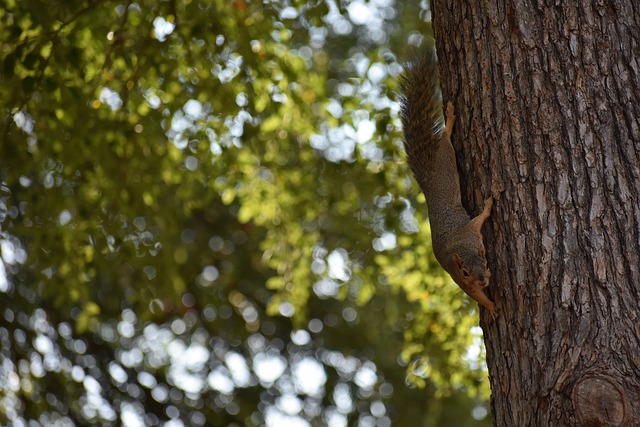 防守核心 防守核心