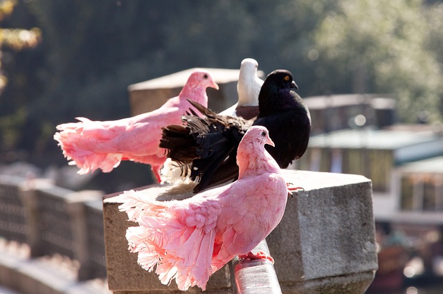 足以让奥运 足以让奥运