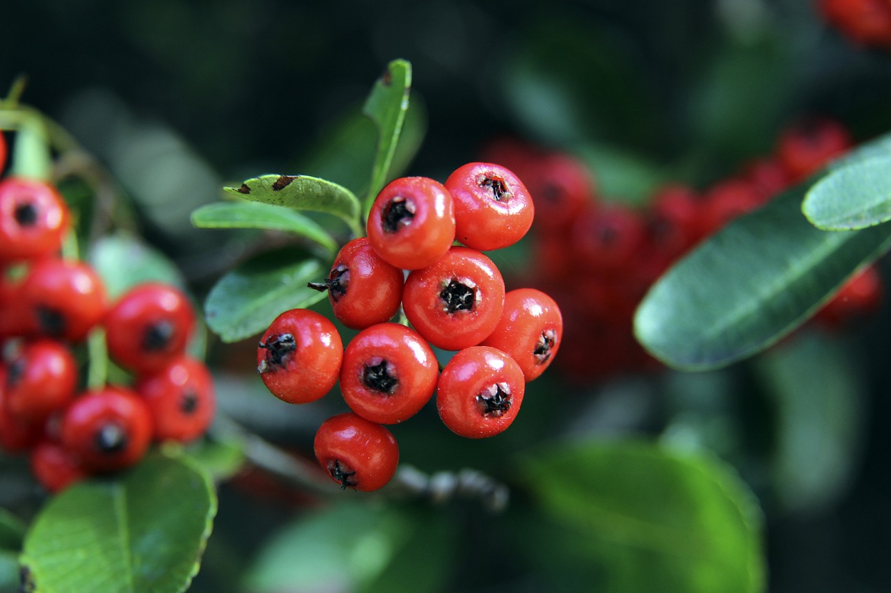 争者之一后 争者之一后